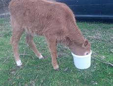 Породистая тёлка