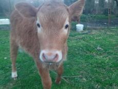 Породистая тёлка