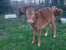 Породистая тёлка