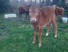 Породистая тёлка