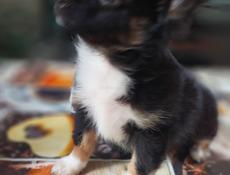 Продаём щенка чихуахуа 