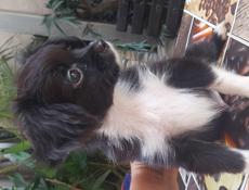 Продаём щенка чихуахуа 