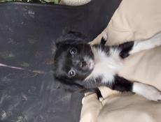 Продаём щенков чихуахуа