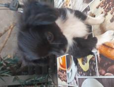 Продаём щенков чихуахуа