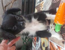 Продаём щенков чихуахуа 