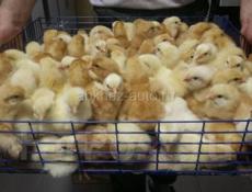 Принимаю заказы на суточные цыплята несушки 