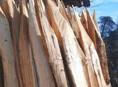Колышки из акации 