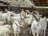 Требуется пастух