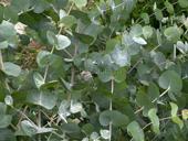 Продаю саженцы эвкалипта 9192373