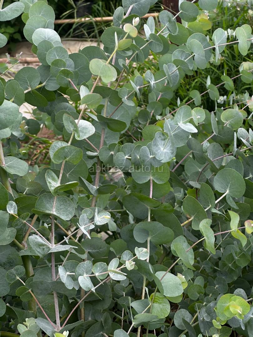 Продаю саженцы эвкалипта 9192373