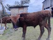 Продаю телат разгон возраста от 1 месяца до 10 месяцев цены разные  асталная информация по телефону есть тёлочки ибычки 