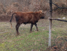 Абщткуа и козы и КАРОВЫ 