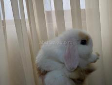 Кролик Минилоп