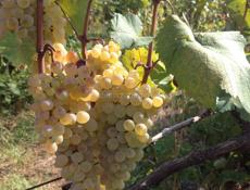 Белое вино Ркарцители 