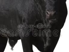 Продаю быка 