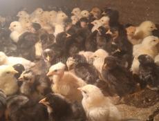 Продам циплят 11 дней