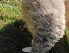 Продаётся Барашка