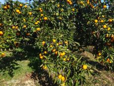 ГУЛРПШСКИЙ Р-ОН СЕЛО ШАП 20сот 