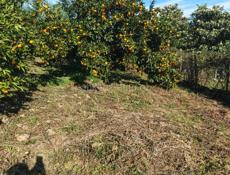 ГУЛРПШСКИЙ Р-ОН СЕЛО ШАП 20сот Цэна договарнная