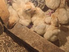 Индюшата недельные здоровые крупные. 