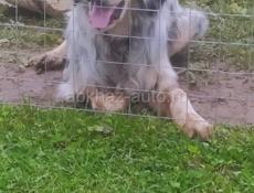 Отдам в добрые руки Сетара