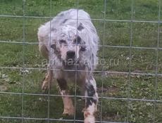 Отдам в добрые руки Сетара