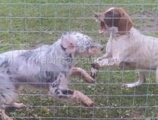 Отдам в добрые руки Сетара