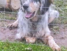 Отдам в добрые руки Сетара