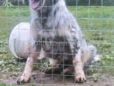 Отдам в добрые руки Сетара