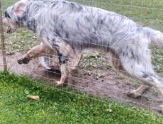 Отдам в добрые руки Сетара