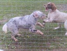 Отдам в добрые руки Сетара