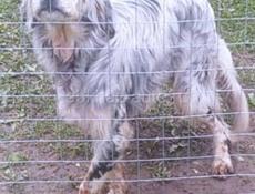 Отдам в добрые руки Сетара 