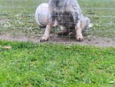 Отдам в добрые руки Сетара 