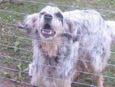 Отдам в добрые руки Сетара 