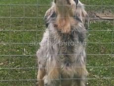 Отдам в добрые руки Сетара 