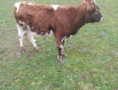 Продается теленок