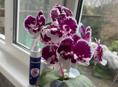 Продаю домашние орхидеи 