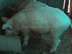 Поросята 6 месяцев