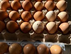 Домашние яйца 