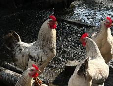 Домашние яйца 