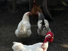 Домашние яйца 