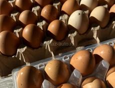 Домашние яйца 