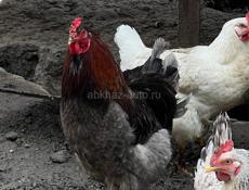 Домашние яйца 