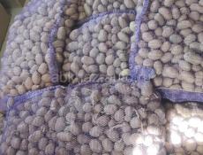 Картофель семенной 