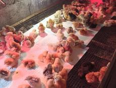 Цыплята мастер Грей Гризбар Редбро 