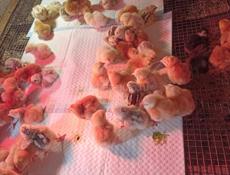 Цыплята мастер Грей Гризбар Редбро 