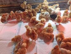 Цыплята мастер Грей Гризбар Редбро 