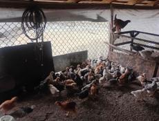 Продают цыплята🐣 разных возрастов.