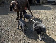 Чистокровные дратхаары! Продажа!