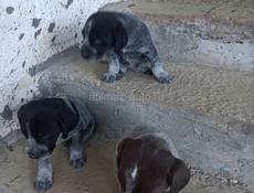 Чистокровные дратхаары! Продажа!